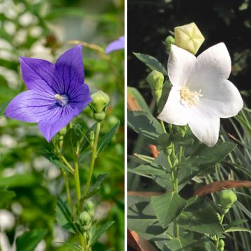 Duo Nature - Duo de Rosier et Penstemons