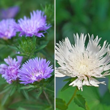 Duo Nature - Duo de Rosier et Penstemons