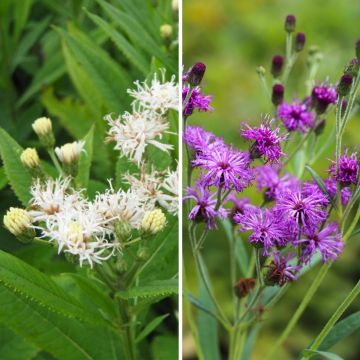 Duo Nature - Duo de Rosier et Penstemons