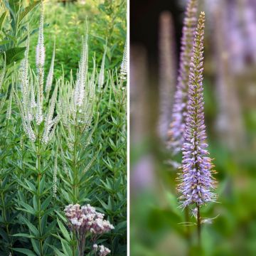 Duo Nature - Duo de Rosier et Penstemons