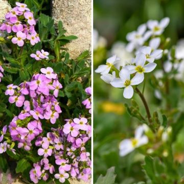 Duo Arabis caucasica rose et blanc pour rocaille