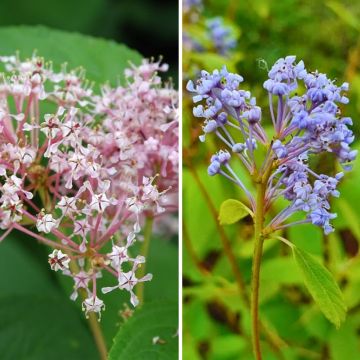 Duo céanothes d'été rustiques rose et bleu