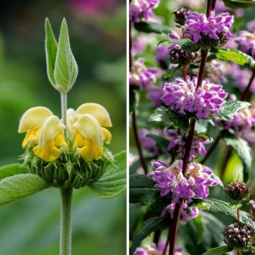 Duo Nature - Duo de Rosier et Penstemons