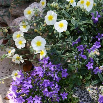 Collection 4 campanules de rocaille