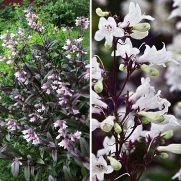 Duo Nature - Duo de Rosier et Penstemons