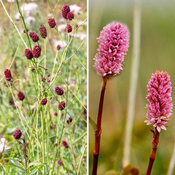 Duo Nature - Duo de Rosier et Penstemons