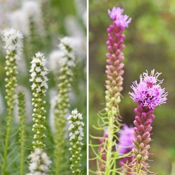 Duo Nature - Duo de Rosier et Penstemons