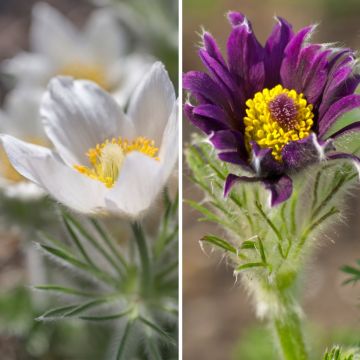 Duo Nature - Duo de Rosier et Penstemons