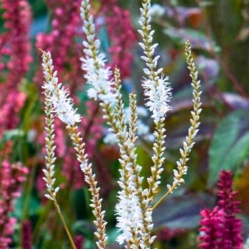 Duo Nature - Duo de Rosier et Penstemons