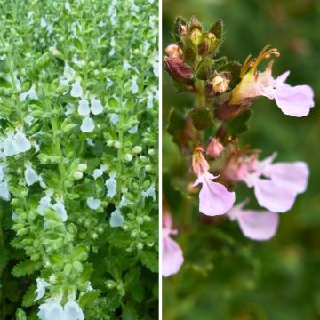 Duo Nature - Duo de Rosier et Penstemons