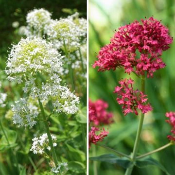 Duo Nature - Duo de Rosier et Penstemons