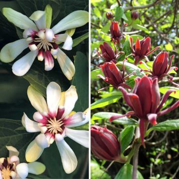 Duo Calycanthus - Arbres aux anémones