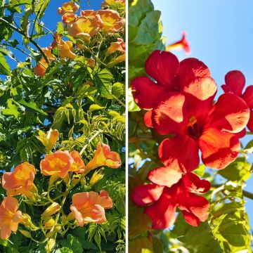 Duo petites Bignones pour terrasses et balcons