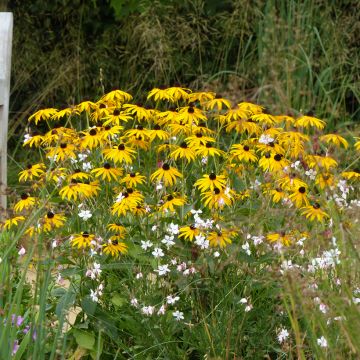 Duo vivaces de fin d'été jaune et blanc