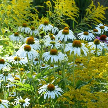 Duo vivaces de prairie estivales jaune et blanc