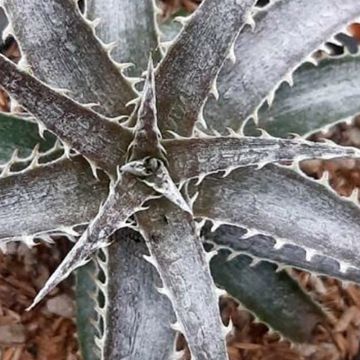 Dyckia Pale Rider - Broméliacée