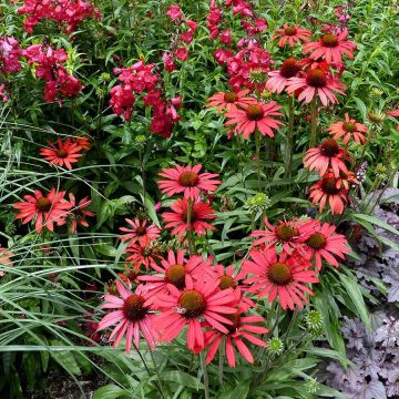 Echinacea Prima® Ruby - Rudbeckia pourpre