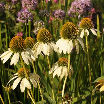 Echinacea purpurea Espinoso Yellow - Echinacée