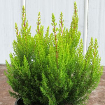 Erica arborea Estrella Gold - Bruyère arborescente