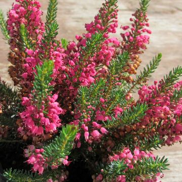 Erica cinerea C.G Best - Bruyère cendrée rose foncé