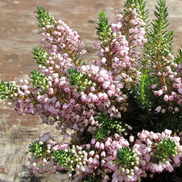 Erica cinerea C.G Best - Bruyère cendrée rose foncé