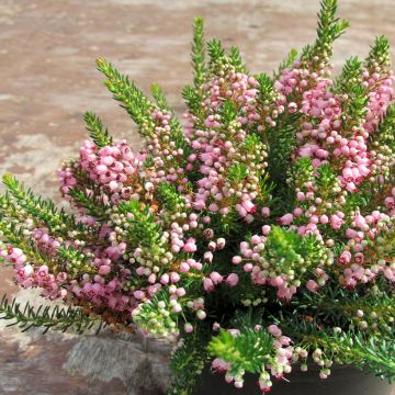 Erica cinerea C.G Best - Bruyère cendrée rose foncé