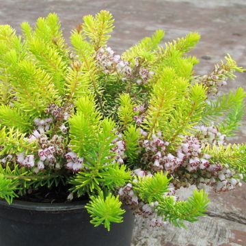 Erica cinerea C.G Best - Bruyère cendrée rose foncé