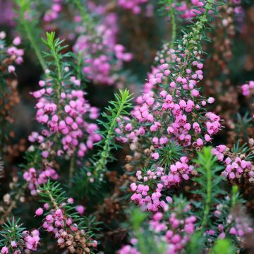 Erica cinerea C.G Best - Bruyère cendrée rose foncé