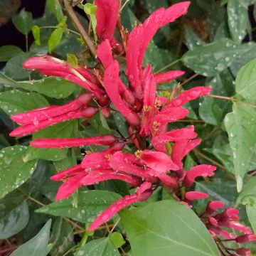Erythrina x Bidwilli - Erythrine rouge