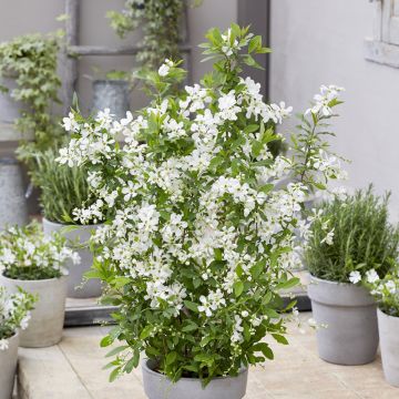 Exochorda Magical Springtime ® ('Kolmaspri') - Exochorda racemosa