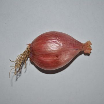 Echalote Mikor- Allium cepa - Sac de 500gr