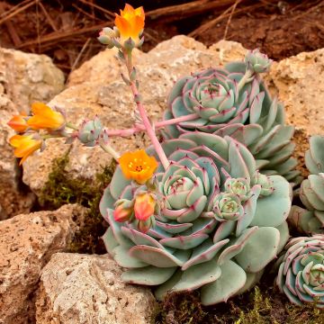 Succulentes Echeveria variées (lot de 20)