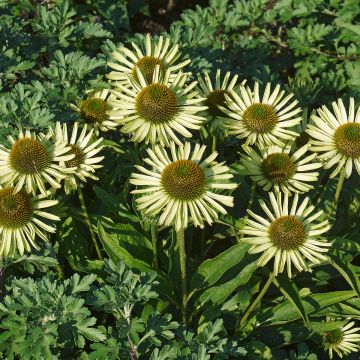 Echinacea Avalanche - Rudbeckia pourpre