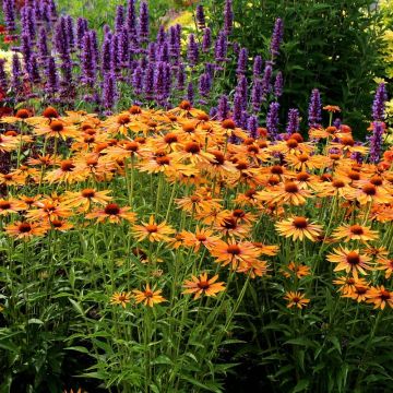 Echinacea Big Kahuna - Echinacée