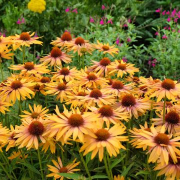 Echinacea Big Kahuna - Rudbeckia hybride