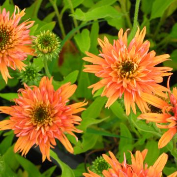 Echinacea Colourburst Orange - Rudbeckia pourpre