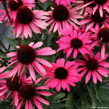 Echinacea Dark Shadows Wicked - Rudbeckia