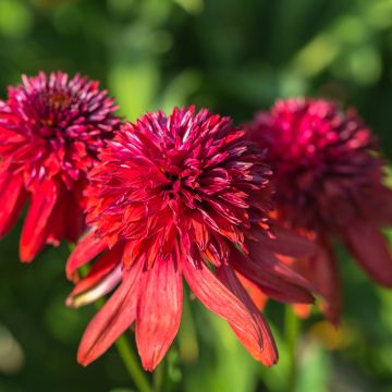 Echinacea Eccentric - Rudbeckia pourpre