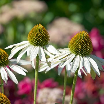 Echinacea Fragrant Angel - Rudbeckia pourpre