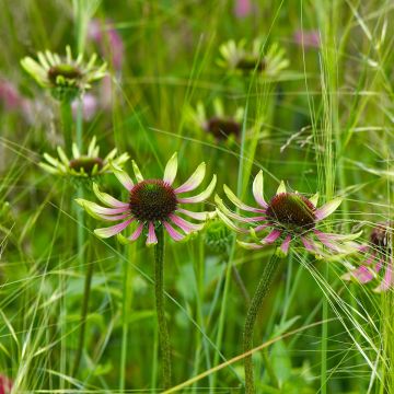 Echinacea Green Envy - Echinacée