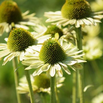 Echinacea Green Jewel - Echinacée