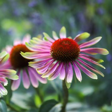 Echinacea Green Twister - Echinacée