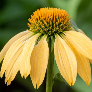 Echinacea Harvest Moon - Rudbeckia pourpre