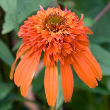 Echinacea Hot Papaya - Echinacée