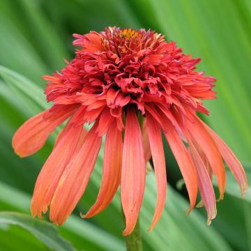 Echinacea Hot Papaya - Echinacée