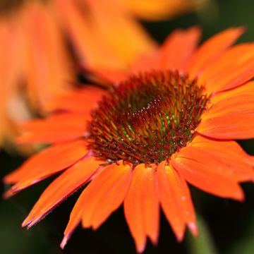 Echinacea Hot Summer - Rudbeckia pourpre