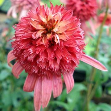 Echinacea purpurea Irresistible - Echinacée