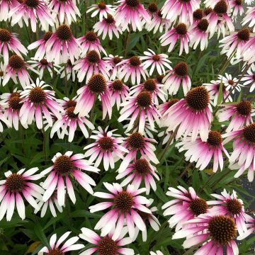 Bouchon de jardin chapeau de soleil Echinacea fleur plug pot plug