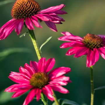 Echinacea Kismet Raspberry - Rudbeckia