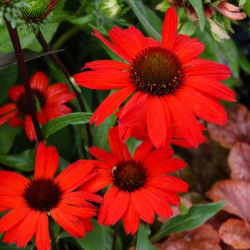 Echinacea Kismet Rouge (Red) - Rudbeckia